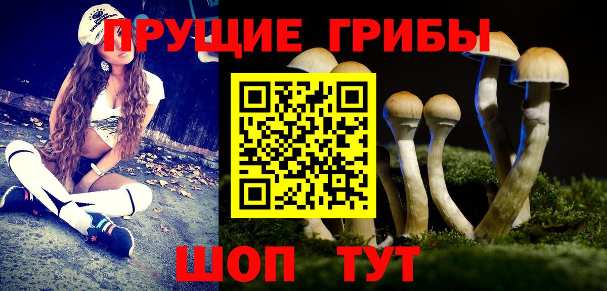 Псилоцибиновые грибы Cubensis Полевской